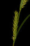 Hairyfruit sedge